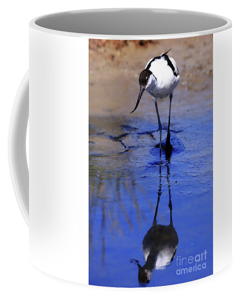 Avocet Coffee Mug featuring the photograph Pied avocet, Recurvirostra avosetta by Frederic Bourrigaud