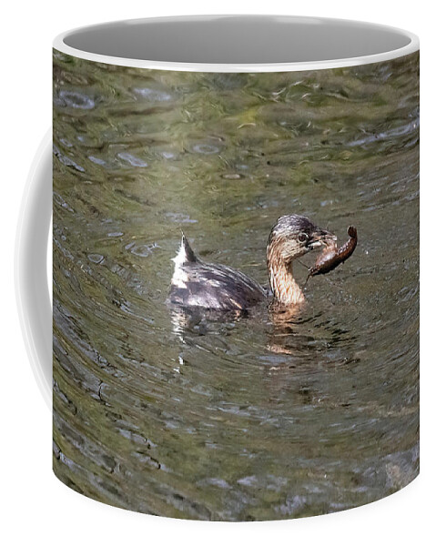 Pied-billed Grebe And Its Crayfish Meal Coffee Mug featuring the photograph Pied-billed Grebe And Its Crayfish Meal by Felix Lai