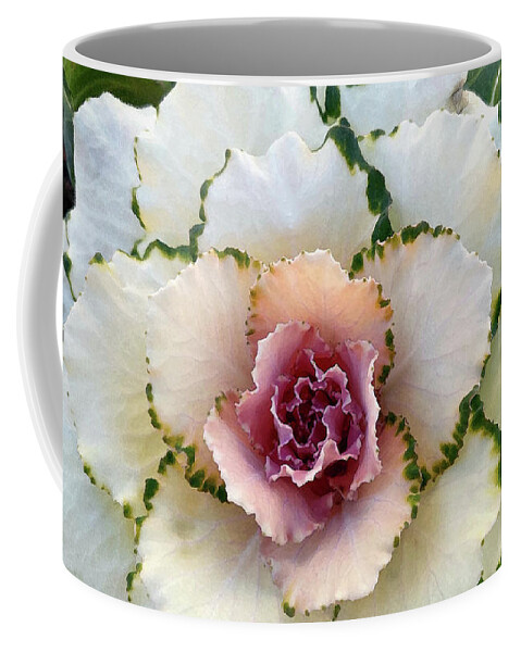 Ornamental Cabbage Coffee Mug featuring the photograph Pigeon White by Amy Dundon