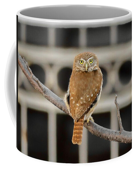 Travel Coffee Mug featuring the photograph Pigmy Owl in the City by Spacewalk