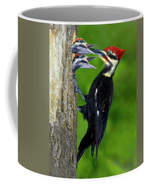 Woodpecker Coffee Mug featuring the photograph Morning Delivery by Art Cole