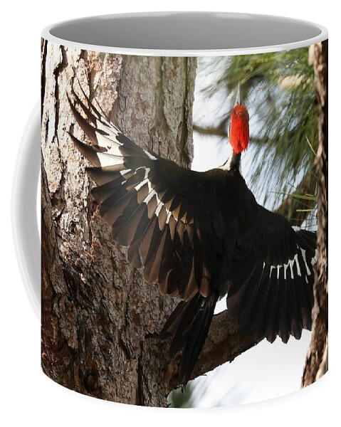 Pileated Woodpecker Coffee Mug featuring the photograph Pileated Woodpecker 2 by Mingming Jiang