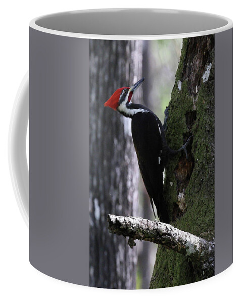 Pileated Woodpecker Coffee Mug featuring the photograph Pileated Woodpecker 3 by Mingming Jiang