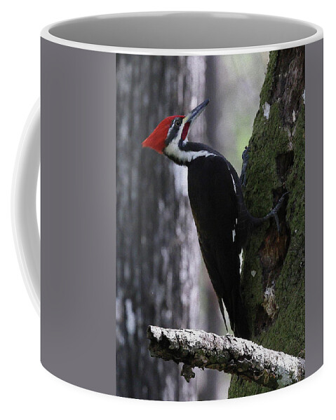 Pileated Woodpecker Coffee Mug featuring the photograph Pileated Woodpecker 4 by Mingming Jiang