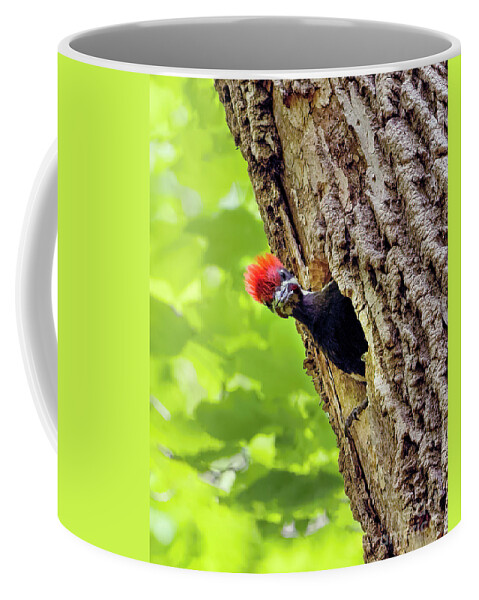 Pileated Woodpecker Chick Coffee Mug featuring the photograph Pileated Woodpecker Chick by Sandra Rust