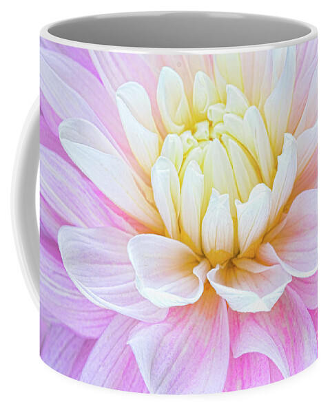 Dahlias Coffee Mug featuring the photograph Pillow Dreams by Marilyn Cornwell