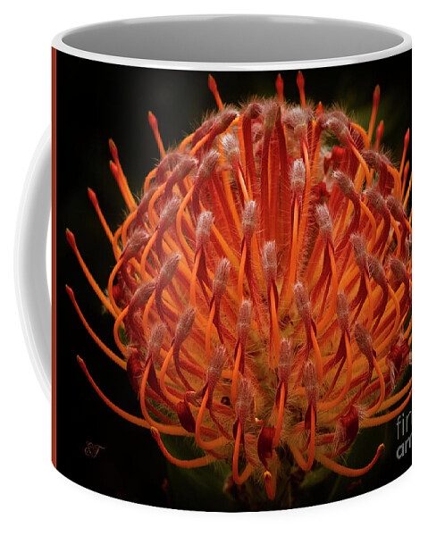 Pincushion Protea Coffee Mug featuring the photograph Pincushion Protea - Leucospermum Cordifolium by Elaine Teague