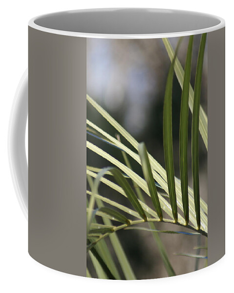  Coffee Mug featuring the photograph Pindo Palm Frond by Heather E Harman