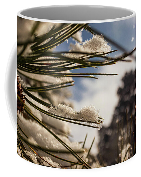 Snow Coffee Mug featuring the photograph Pine Needles in the Snow by Kevin Schwalbe