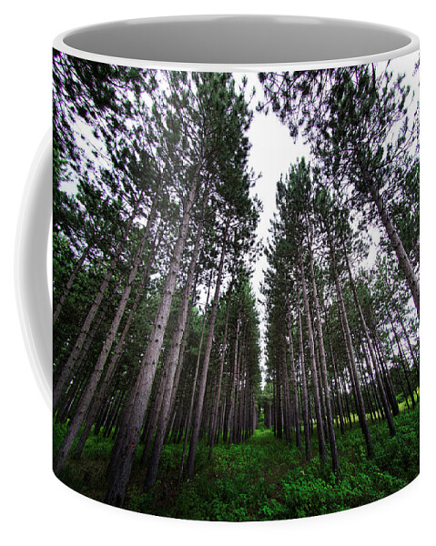 Pinetrees Coffee Mug featuring the photograph Pines that last forever by Nicole Engstrom