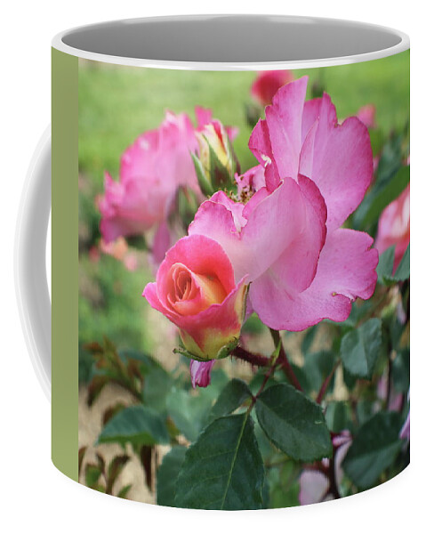 Rose Coffee Mug featuring the photograph Pink an Yellow Rose Close Up by Kenneth Pope