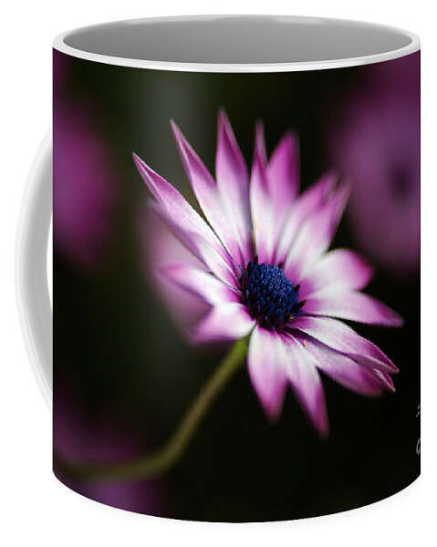 Cape Daisy Flower Art Coffee Mug featuring the photograph Pink And White Daisy by Joy Watson