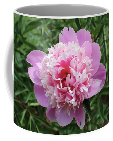 Pink Coffee Mug featuring the photograph Pink and White Flower by Kenneth Pope