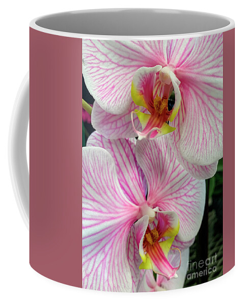 Garden Flowers Coffee Mug featuring the photograph Pink and White Orchid Macro by David Zanzinger