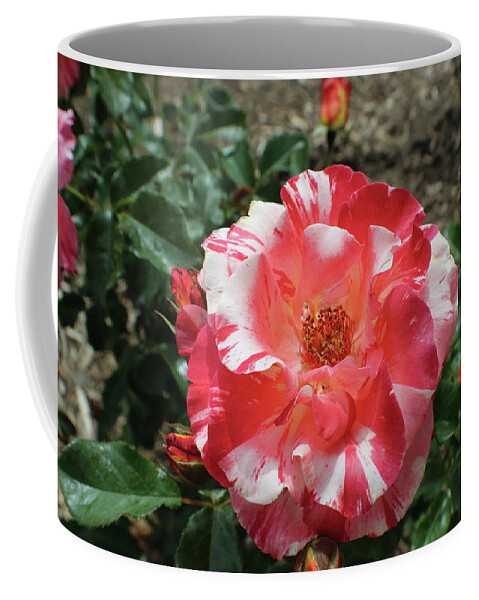 Pink Coffee Mug featuring the photograph Pink and White Tiger Stripe Rose by Kenneth Pope
