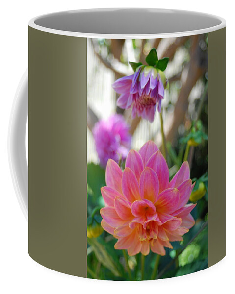 Dahlia Coffee Mug featuring the photograph Pink and Yellow Dahlias 1 by Amy Fose