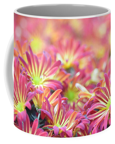 Daisy Coffee Mug featuring the photograph Pink and Yellow Daisies 2 by Amy Fose