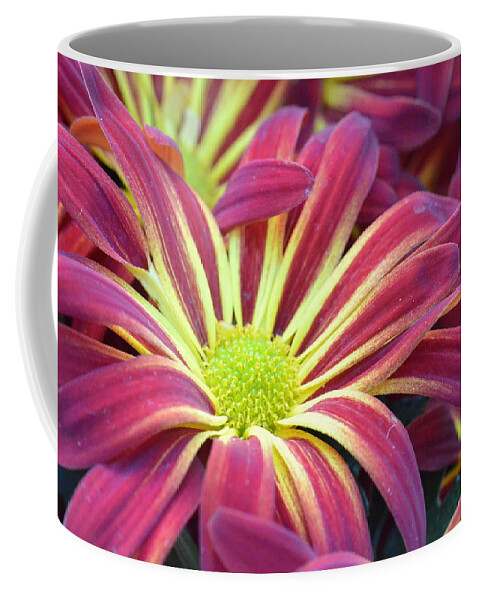 Daisy Coffee Mug featuring the photograph Pink and Yellow Daisy 1 by Amy Fose