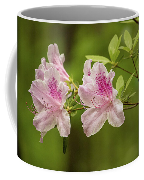 Azalea Coffee Mug featuring the photograph Pink Azalea by Rick Nelson
