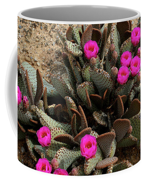 Denise Bruchman Photography Coffee Mug featuring the photograph Pink Beavertail Cactus Flowers by Denise Bruchman