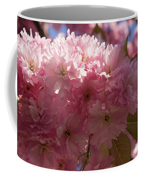 Pink Flowers Coffee Mug featuring the photograph Pink blossoms of ornamental cherry and sunlight 1 by Adriana Mueller