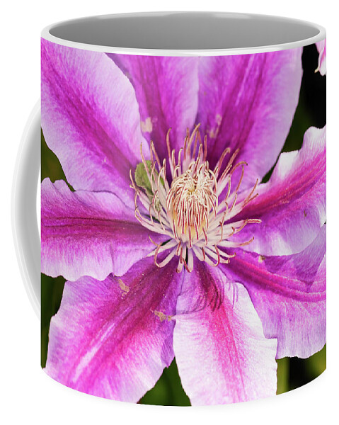 Clematis Coffee Mug featuring the photograph Pink Clematis Flower Photograph by Louis Dallara