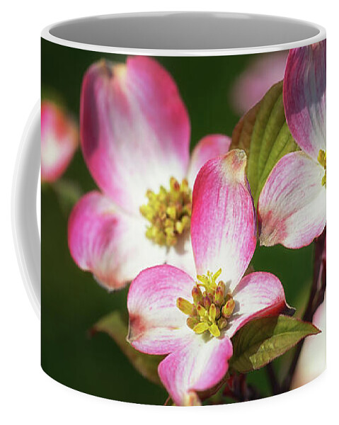 Pink Dogwood Coffee Mug featuring the photograph Pink Dogwood Blossoms by Susan Rissi Tregoning