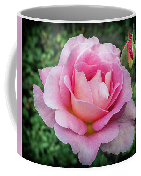 Garden Rose Coffee Mug featuring the photograph Pink garden rose by Lilia S