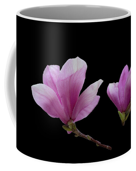 Photosbycate.com Coffee Mug featuring the photograph Pink Magnolia Blossoms by Cate Franklyn