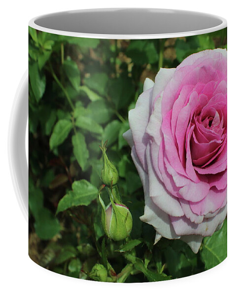 Rose Coffee Mug featuring the photograph Pink Ombre Rose by Kenneth Pope