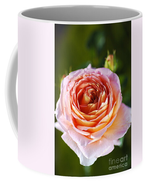 Abraham Darby Rose Flower Coffee Mug featuring the photograph Pink Orange Rose by Joy Watson