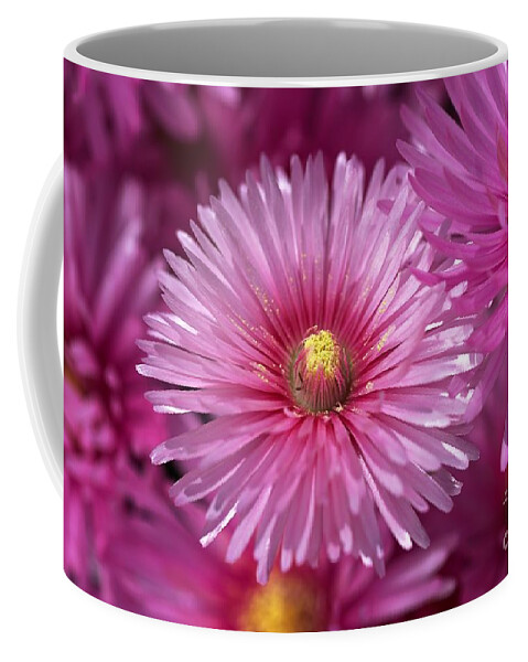 Pigface Plant Coffee Mug featuring the photograph Pink Pigface Flowers by Joy Watson