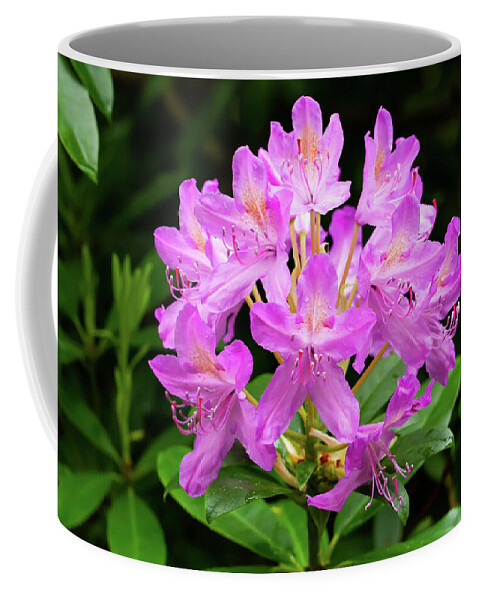 Flower Coffee Mug featuring the photograph Pink Rhododendron Flowers by Tanya C Smith