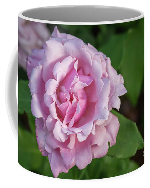 Pink Coffee Mug featuring the photograph Pink Rose II by Lorraine Cosgrove