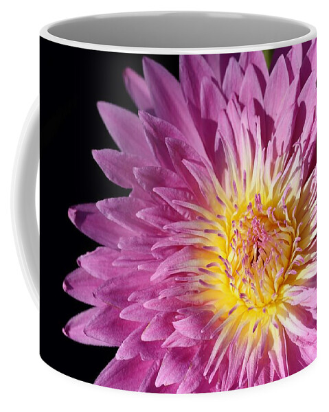 Water Lily Coffee Mug featuring the photograph Pink Splendor by Mingming Jiang