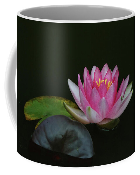 Water Lily Coffee Mug featuring the photograph Pink Water Lily with Dark Background by Trina Ansel