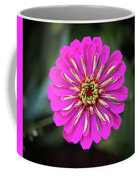 Pink Coffee Mug featuring the photograph Pink Zinnia by Steven Nelson