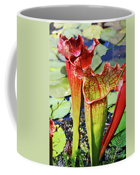 Pitcher Plant Coffee Mug featuring the photograph Pitcher Plant - Carnivorous Plant by Kaye Menner
