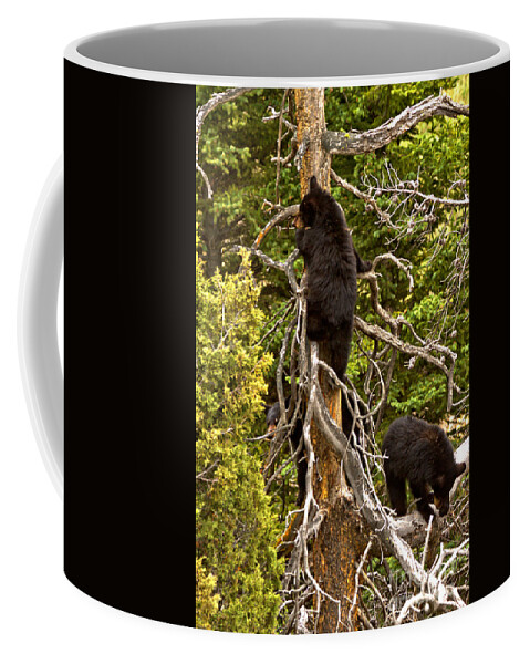 Black Bears Coffee Mug featuring the photograph Play Time In The Tree Tops by Adam Jewell