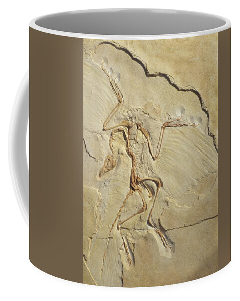 Feathered Dinosaur Coffee Mug featuring the photograph Plumage is not ramage by Karine GADRE