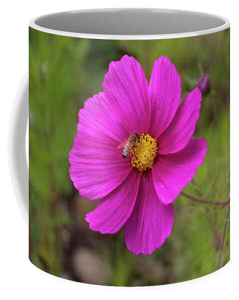 Bee Coffee Mug featuring the photograph Pollinate by Alison Frank