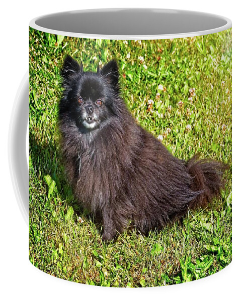 Dog Coffee Mug featuring the photograph Pom Getting Old by David Desautel