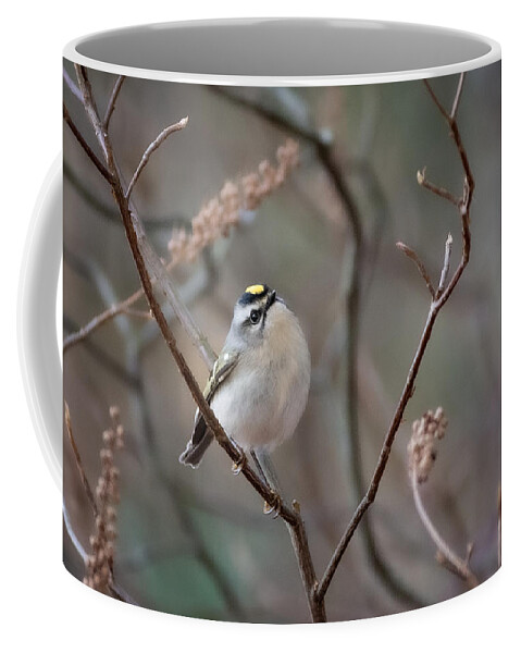 Bird Coffee Mug featuring the photograph Poofy Kinglet by Linda Bonaccorsi