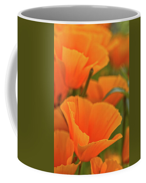 Mexican Poppies Coffee Mug featuring the photograph Poppies by Bob Falcone