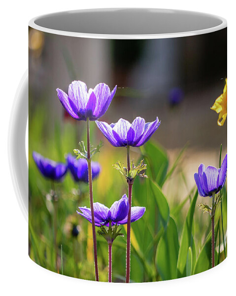 Poppy Anemone Coffee Mug featuring the photograph Poppy Anemone Flowers in a Spring Garden by Rachel Morrison