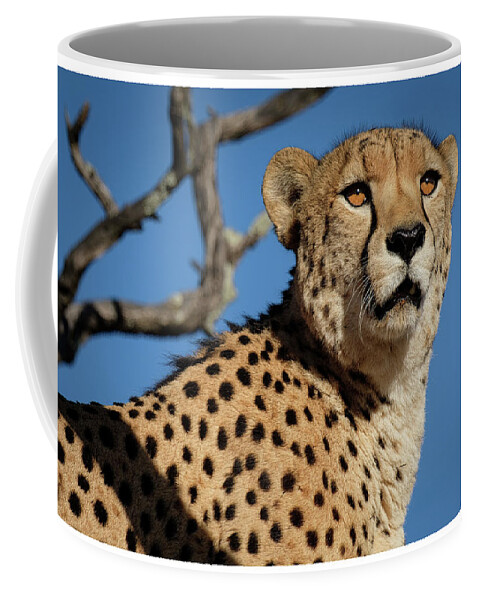 Cheetah Coffee Mug featuring the photograph Portrait of a Cheetah by Roberta Kayne