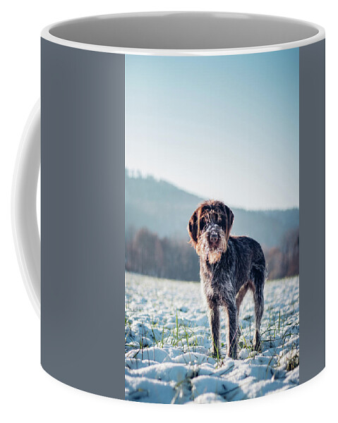 Baby Blue Coffee Mug featuring the photograph Rough-coated Bohemian Pointer by Vaclav Sonnek