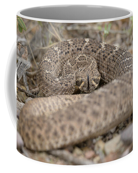 Animals Coffee Mug featuring the photograph Portrait of a Viper as a Young Snake by James Covello