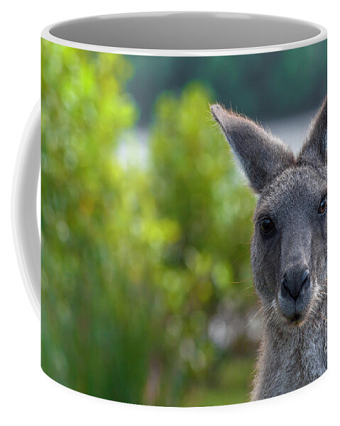 Kangaroo Coffee Mug featuring the photograph Portrait of a Wild Kangaroo by Daniel M Walsh