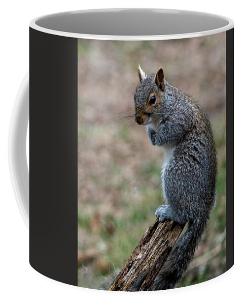 Mammal Coffee Mug featuring the photograph Posted by Cathy Kovarik